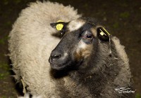 /album/fotogalerie-shetlandske-ovce/farma-melnik-30-foto-grocholova-jpg1/